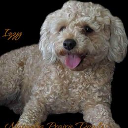 Izzy - Cavapoo