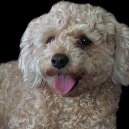 Izzy - Cavapoo