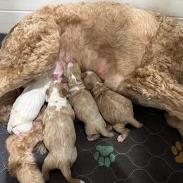 Yellow - F - Parti female Goldendoodle puppy in Ruthorfordton, North Carolina from Duncan Doodles Goldendoodles