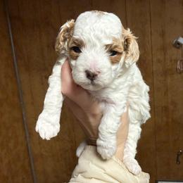 Daisy Lou - Parti female Poodle puppy in Greensburg, Kentucky from Doodle Me Crazy