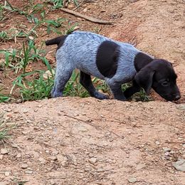 Girl 6 - Liver roan German Shorthaired Pointer puppy in Troy, North Carolina from Uwharrie GSP