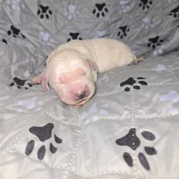 Girl 2 - Light golden female Golden Retriever puppy in Savannah, Georgia from Golden Point Retrievers