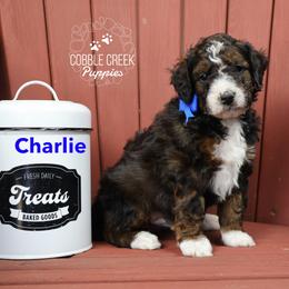 Charlie - Sable male Bernedoodle puppy in Heyworth, Illinois from Cobble Creek Puppies