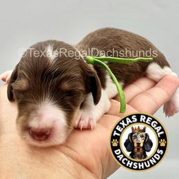 Chandler 2500 - Piebald male Dachshund puppy in Houston, Texas from Texas Regal Dachshunds LLC