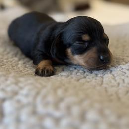 Boy 4 - Black and tan male Dachshund puppy in Ackerly, Texas from Silver Dach Farms