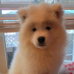 Pink - White female Samoyed puppy in San Antonio, Texas from Hill Country Samoyeds