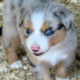 Persephone - Blue merle female Miniature Australian Shepherd puppy in Patterson, North Carolina from DreamLine Aussies