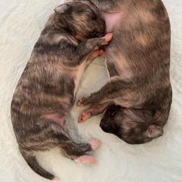 Silken Windhound Puppies from Luminous Silken Windhounds
