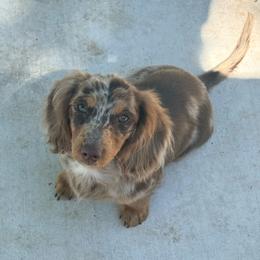 Poppy - Dapple female Dachshund puppy in Lexington, Oklahoma from BooneDox Miniature Dachshunds