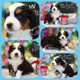 Bugatti - Black tri male Toy Australian Shepherd puppy in Levelland, Texas from Once Upon a Time Aussies