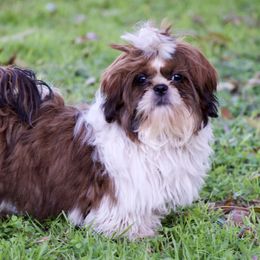 Shania - Shih Tzu