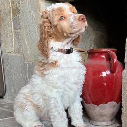 COLEMAN - Parti male Poodle puppy in Charlo, Montana from Heavenly Hilltop Farm