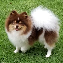 Lady - Pomeranian