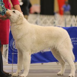 Kuvaszok from Telaquire Kuvasz