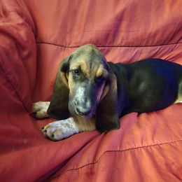 Basset Hound Puppies from Heathens Howe'nds