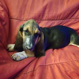 Basset Hound Puppies from Heathens Howe'nds