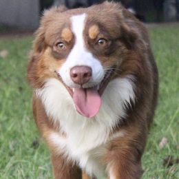 Miniature Australian Shepherds from Dream Ranch Mini Aussies