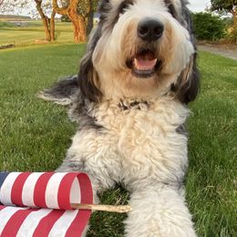 Bernedoodles and Poodles from Boujie Doodles