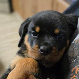 Eleanor(purple collar) - Black and mahogany female Rottweiler puppy in Cottage Grove, Oregon from Divine Rottweilers