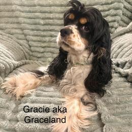 Graceland aka Gracie - Cocker Spaniel