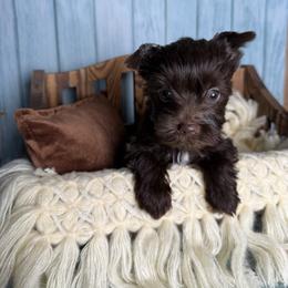 Willow - Liver female Yorkshire Terrier puppy in Tulsa, Oklahoma from Conns Cuddly Canines