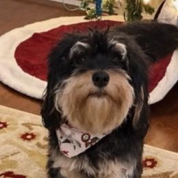 Dottie - Cavapoo