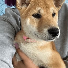 Shiba Inu Puppies from SWFL Shiba Inu Association