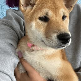 Shiba Inu Puppies from SWFL Shiba Inu Association