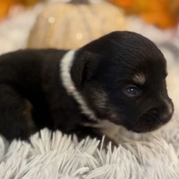 Minnie - Black tri female Miniature Australian Shepherd puppy in Ambrose, Georgia from Brandilyn's Aussies