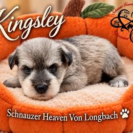Kingsley AKC - Salt and pepper female Miniature Schnauzer puppy in Pelzer, South Carolina from Schnauzer Heaven Von Longbach