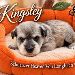 Kingsley AKC - Salt and pepper female Miniature Schnauzer puppy in Pelzer, South Carolina from Schnauzer Heaven Von Longbach