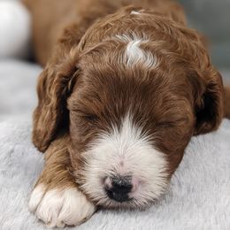 Cavapoo and Whoodle Puppies from Gardner Lane Puppies