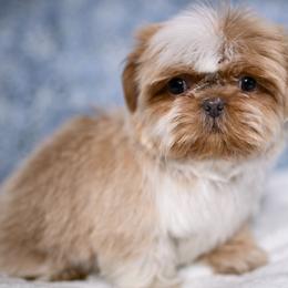 Theodore - Gold and white male Shih Tzu puppy in Montrose, Colorado from Nana's Happy Pups