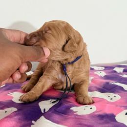 Almost Christmas - Sable female Goldendoodle puppy in Houston, Texas from Were The Mack'Doodles Mack’Poodles
