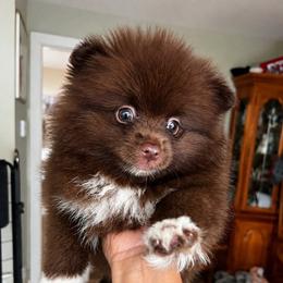 Kona - Chocolate male Pomeranian puppy in Bristol, Connecticut from Mala Poms