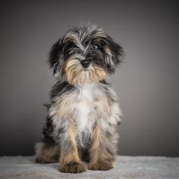 Girl 1 - Merle female Schnoodle puppy in Caldwell, Idaho from Boise Doodle Co.