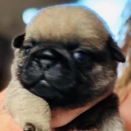 Gilbert - Fawn male Pug puppy in Saint Pauls, North Carolina from Copperfield’s Goldens