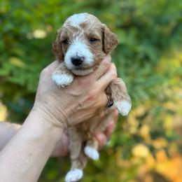 Dopey - Red  male Goldendoodle puppy in Stockton, California from Port City Doodles