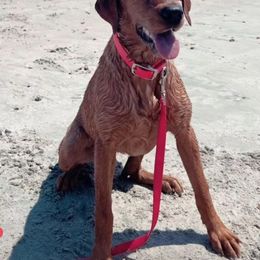 Labrador Retriever All Grown Up from Cedar Mountain Retrievers