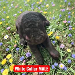 White Collar - Brown male Poodle puppy in Henagar, Alabama from Windy Oak Kennels