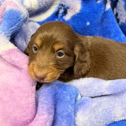 Chocolate Moose - Chocolate and tan male Dachshund puppy in Ft Dodge, Iowa from Secret Reality