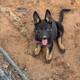 Grumpy - Bi-color male German Shepherd puppy in Winston Salem, North Carolina from Samtastic Shepherds