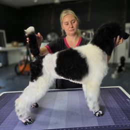 Eclair - Parti female Poodle puppy in Parker, Colorado from Pawsh K9’s