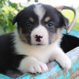 Selena - Pembroke Welsh Corgi puppy from Covered Bridge Corgis