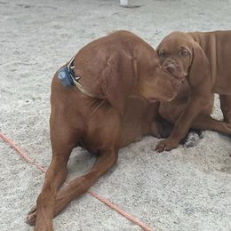 Vizslas from Sycamore Springs Vizsla's
