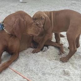 Vizslas from Sycamore Springs Vizsla's