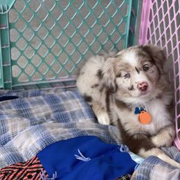Australian Shepherd Puppies from Forgotten Coast Australian Shepherds