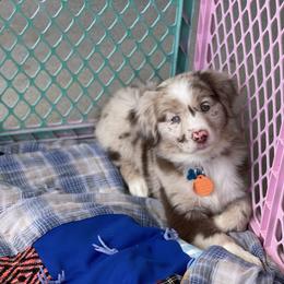 Australian Shepherd Puppies from Forgotten Coast Australian Shepherds