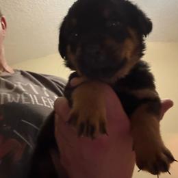 Pink girl - Black and mahogany female Rottweiler puppy in Colorado Springs, Colorado from Von Locher Rotties