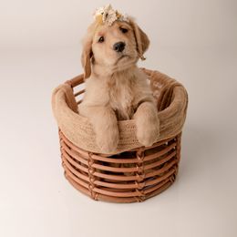 Golden Retriever Puppies from Brinton Goldens